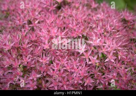 Pierre rose Sedum récolte fleur qui s'épanouit Banque D'Images