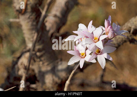 Dendrobium sp. Fleurs en été, Western Ghats, India Banque D'Images