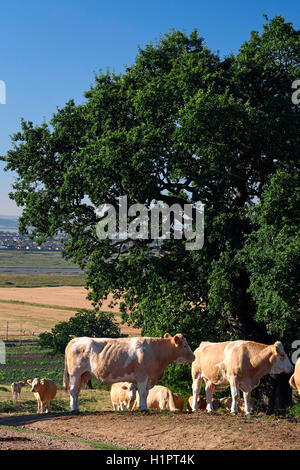 Les vaches dans le champ en regard de Hadleigh Castle, dans l'Essex, au Royaume-Uni. L'estuaire de la Tamise à l'arrière-plan. Banque D'Images