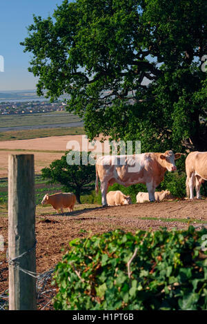 Les vaches dans le champ en regard de Hadleigh Castle, dans l'Essex, au Royaume-Uni. L'estuaire de la Tamise à l'arrière-plan. Banque D'Images