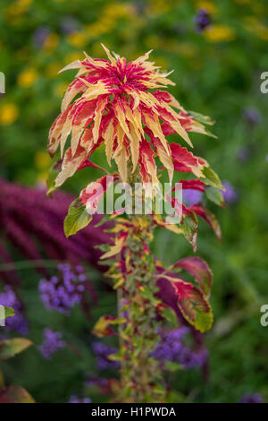 Joseph's coat Amaranthus tricolor usine tandaljo tandalja tampala perfecta bhaji callaloo Banque D'Images