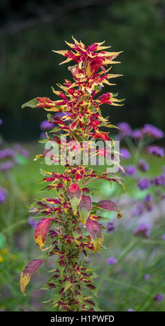 Joseph's coat Amaranthus tricolor usine tandaljo tandalja tampala perfecta bhaji callaloo Banque D'Images