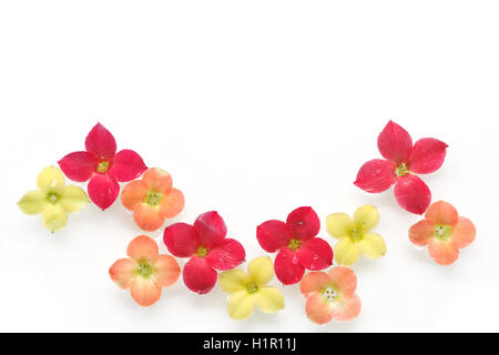 Fond de fleurs colorées kalanchoe Banque D'Images