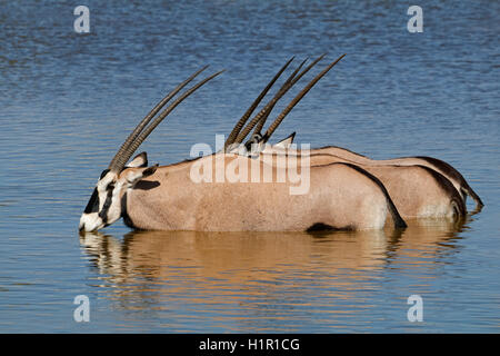 Les antilopes gemsbok (Oryx gazella) pataugeant dans l'eau, Etosha National Park, Namibie Banque D'Images