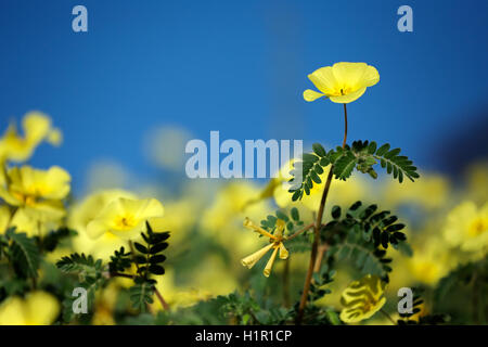 Fleurs jaunes de Tribulus zeyheri contre un ciel bleu, Kalahari, Afrique du Sud Banque D'Images