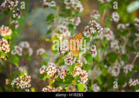 Une d'argent à la chaux fritillary (Argynnis paphia), femme papillon. Banque D'Images