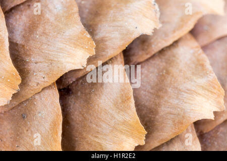 Pinecone hommes Close Up extreme macro. Banque D'Images