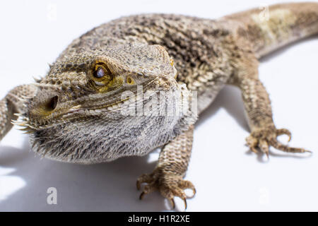 Homme dragon barbu clignoter isolated on white Banque D'Images