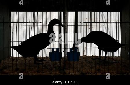 Coureur indien deux canards dans leur cage avant de juger de la volaille dans la tente à l'automne montrent à Malvern les trois comtés Showground. Banque D'Images