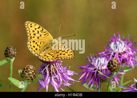 Brown fritillary (Fabriciana haut adippe) alimentation papillon sur fleur de chardon. Banque D'Images