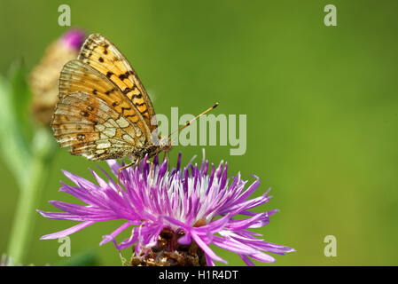 Niobe fritillary (Argynnis niobe) alimentation papillon sur fleur de chardon Banque D'Images