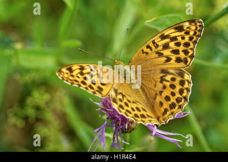 Silver-lavé fritillary (Argynnis paphia) Dryas (ex) est un papillon commun variable et trouvés sur une grande partie de la zone paléarctique ecoz Banque D'Images