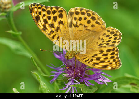 Silver-lavé fritillary (Argynnis paphia) Dryas (ex) est un papillon commun variable et trouvés sur une grande partie de la zone paléarctique ecoz Banque D'Images