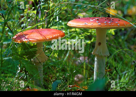 Amanita muscaria, communément connue sous le nom de fly fly agaric ou amanita, est un champignon basidiomycète de champignons et de psychotropes. Banque D'Images