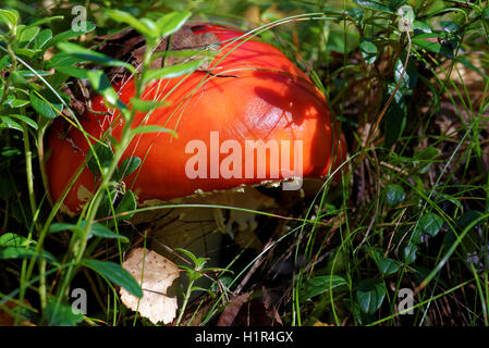 Amanita muscaria, communément connue sous le nom de fly fly agaric ou amanita, est un champignon basidiomycète de champignons et de psychotropes. Banque D'Images