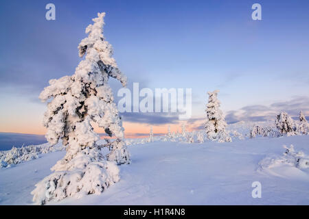 La neige en pin sylvestre Saariselkä, Finlande Banque D'Images