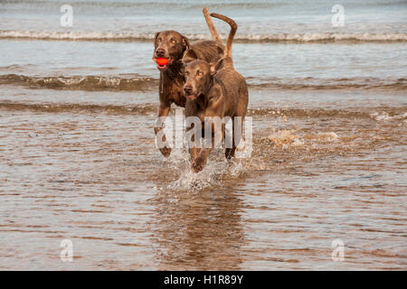 Braque de chiens jouant dans la mer à Paris Plage avec une balle orange avec la marée dans l'arrière-plan Banque D'Images