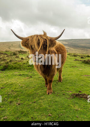 Highland cattle, le pâturage à l'avant-plan dans le Dartmoor National Park près de Lettaford, Devon sur un mauvais jour d'automne. Banque D'Images