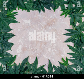 Le châssis de la marijuana avec de l'espace blanc vide. Espace vide à l'intérieur vert feuilles de cannabis. Banque D'Images