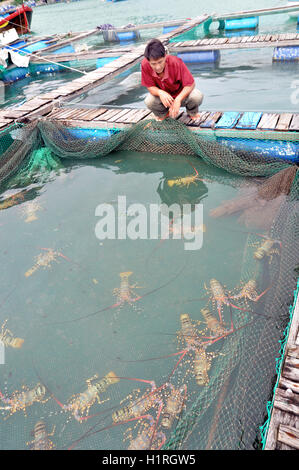 Phu Yen, Vietnam - 21 décembre 2011 : un agriculteur est à la recherche à son élevage en cages de homard dans la baie de Vung Ro Banque D'Images