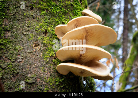 Gros champignons poussant sur un arbre Banque D'Images