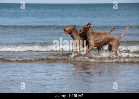 Braque de chiens jouant dans la mer à Paris Plage avec une balle orange avec la marée dans l'arrière-plan Banque D'Images