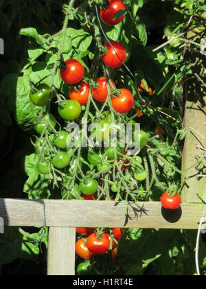 De plus en plus des tomates Banque D'Images