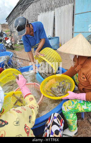 Bac Lieu, le Vietnam - 22 novembre 2012 : les agriculteurs vietnamiens sont les crevettes de classement après la récolte de son bassin avant de vendre à Banque D'Images