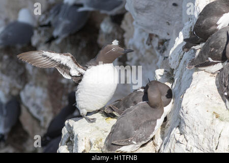 Guillemot sur les falaises de Bempton Cliffs colonie de reproduction en Angleterre Banque D'Images