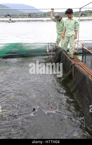 Lam Dong, Vietnam - 2 septembre 2012 : Les travailleurs sont l'alimentation des poissons de l'esturgeon de l'agriculture dans la culture en cages dans le lac Tuyen Lam Banque D'Images