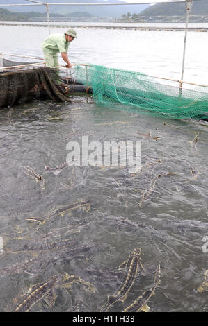 Lam Dong, Vietnam - 2 septembre 2012 : Les travailleurs sont l'alimentation des poissons de l'esturgeon de l'agriculture dans la culture en cages dans le lac Tuyen Lam Banque D'Images