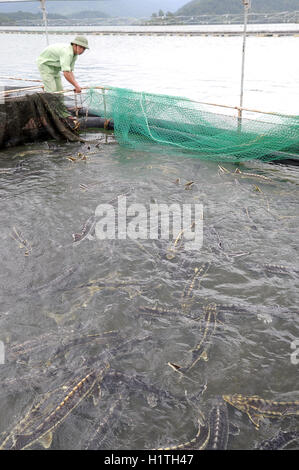 Lam Dong, Vietnam - 2 septembre 2012 : Les travailleurs sont l'alimentation des poissons de l'esturgeon de l'agriculture dans la culture en cages dans le lac Tuyen Lam Banque D'Images