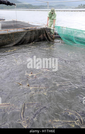 Lam Dong, Vietnam - 2 septembre 2012 : Les travailleurs sont l'alimentation des poissons de l'esturgeon de l'agriculture dans la culture en cages dans le lac Tuyen Lam Banque D'Images