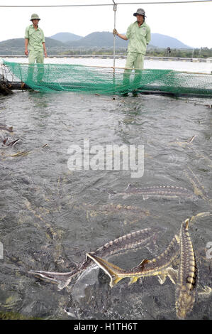 Lam Dong, Vietnam - 2 septembre 2012 : Les travailleurs sont l'alimentation des poissons de l'esturgeon de l'agriculture dans la culture en cages dans le lac Tuyen Lam Banque D'Images