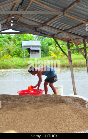 An Giang, Vietnam - 25 août 2011 : Un agriculteur se prépare à se nourrir de poisson-chat pangasius dans son étang de ferme Banque D'Images