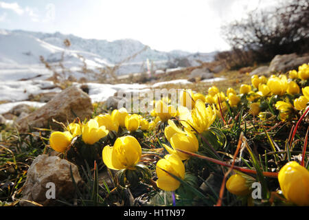 Crocus jaune dans la nature Banque D'Images