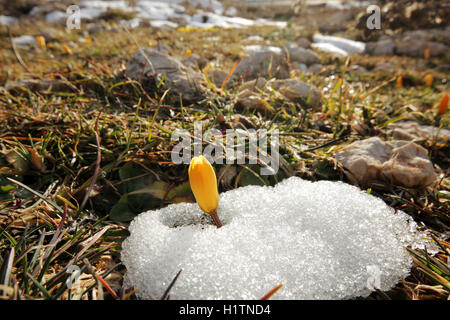 Crocus jaune dans la nature Banque D'Images