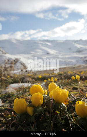 Crocus jaune dans la nature Banque D'Images