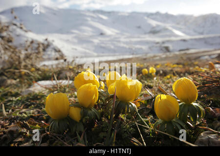 Crocus Banque D'Images