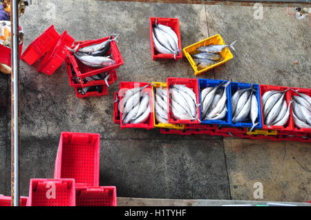 Nha Trang, Viêt Nam - Février 21, 2013 : Les poissons sont recueillies et triés dans des paniers avant le chargement sur le camion à la Banque D'Images