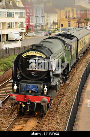 Le train à vapeur Express de Torbay, tiré par le neuf, Classe A1 Pacifique 60163 Tornado' pas ', passant par Exmouth. Banque D'Images