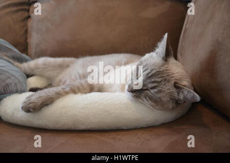 Lynx Point Siamese Cat Cat Sleeping in Bed Banque D'Images