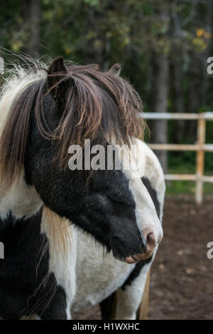 Le sud-ouest de l'Islande, Reykjavik. Fridheima, campagne Icelandic Horse Ranch, une des plus pures races de chevaux dans le monde. Banque D'Images