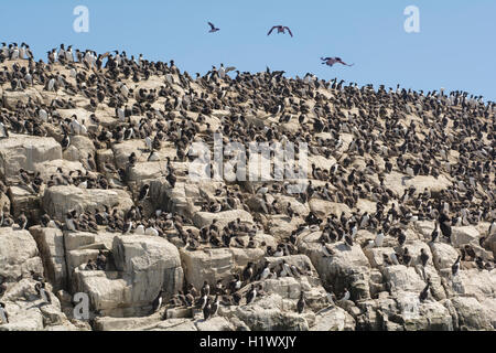 Les guillemots nichant dans une colonie sur des falaises rocheuses sur les îles Farne, Northumberland England Banque D'Images