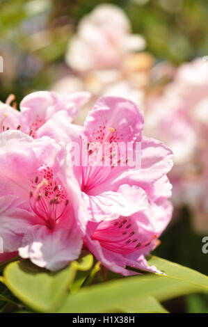 Rhododendron rose qui fleurit à l'Exbury Gardens à New Forest, Royaume-Uni Banque D'Images