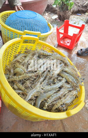 Bac Lieu, le Vietnam - 22 novembre 2012 : Les crevettes sont récoltés et pondérées pour vendre à l'usine de transformation locale dans la ville de Bac Lieu Banque D'Images