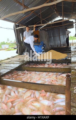 Dong Thap, Vietnam - 31 août 2012 : élevage de tilapia rouge en cage sur River dans le delta du Mékong du Vietnam Banque D'Images