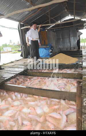 Dong Thap, Vietnam - 31 août 2012 : élevage de tilapia rouge en cage sur River dans le delta du Mékong du Vietnam Banque D'Images