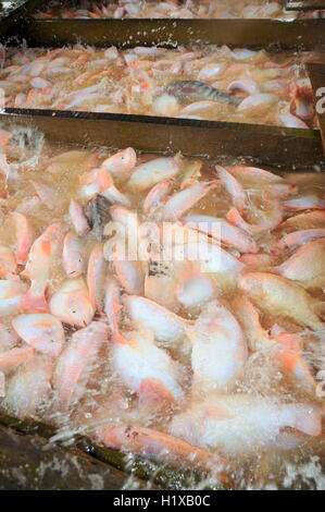 Dong Thap, Vietnam - 31 août 2012 : élevage de tilapia rouge en cage sur River dans le delta du Mékong du Vietnam Banque D'Images