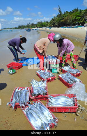 Lagi, Vietnam - 26 Février 2012 : les pêcheurs locaux vendent leurs poissons à la population locale et les touristes sur la plage Lagi Banque D'Images